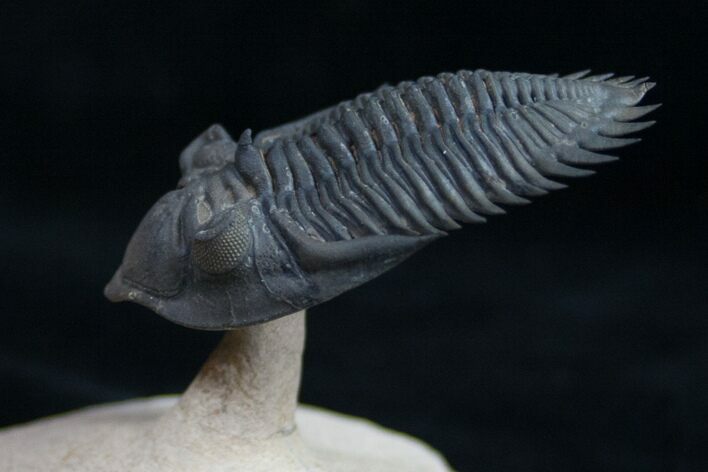 Amazing Flying Metacanthina Trilobite #9775